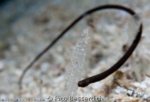 Very rare pipefish ( after more than 3000 dives that was ... by Rico Besserdich 